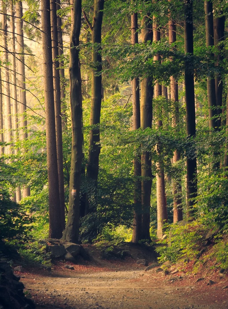 Forêt dense en lumière dorée
